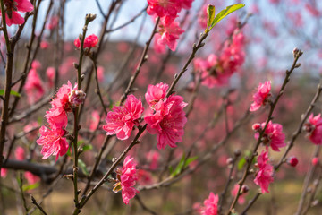 Fototapeta na wymiar Peach flowers in the garden in blossoming time