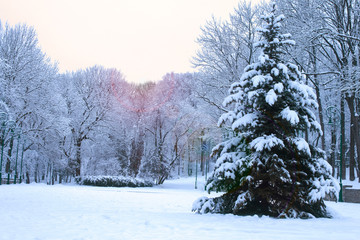 Fototapeta premium big tree in winter in the park in the evening