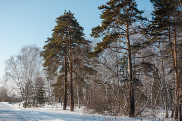 Winter forest. Field and forest under the snow. Winter in Siberia. Lots of snow in winter in the forest.