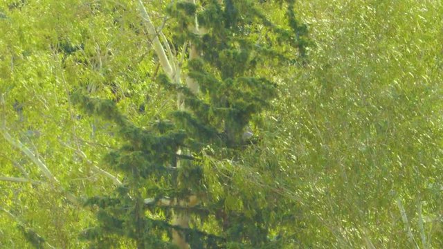 Trees are shaking with wind.