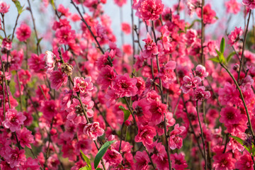 Peach flowers in the garden in blossoming time