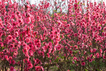 Peach flowers in the garden in blossoming time