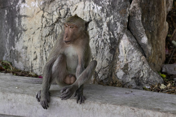 Wild Macaque on a rock in a national park