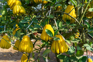 Yellow Organic Buddhas Hand Citrus Fruit with Fingers