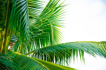Naklejka premium Detail of coconut trees with soft light background or vintage style.