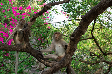 Wild Macaque on a tree in Prachuap Kiri Khan