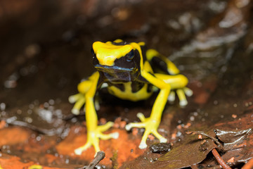 Dyeing poison dart frog in the jungle