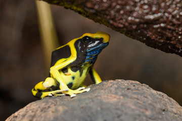 Dyeing poison dart frog in the jungle
