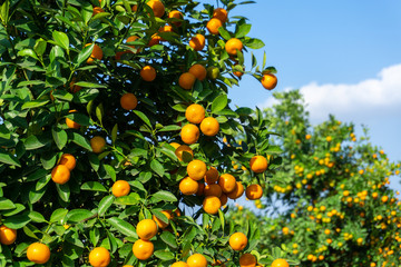 Vibrant orange citrus fruits on a Kumquat tree against blue sky