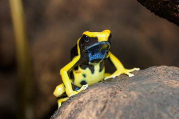 Dyeing poison dart frog in the jungle