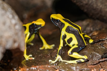 Dyeing poison dart frog in the jungle