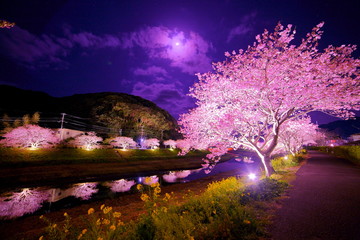  Night sakura(Cherryblossom) with lights, Minami Izu, Izu Penisula, Shizuoka, Japan