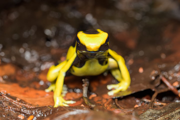 Dyeing poison dart frog in the jungle