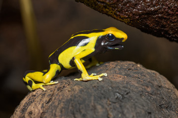 Dyeing poison dart frog in the jungle