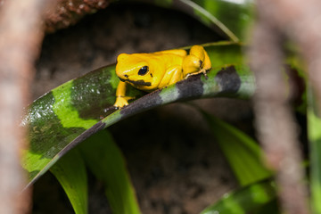 Golden poison frog on a bromeliad