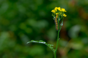 Papilio Machaon caterpillar feeding and crawling in the garden with a green blurry background . macro image of butterfly caterpillar eating plant