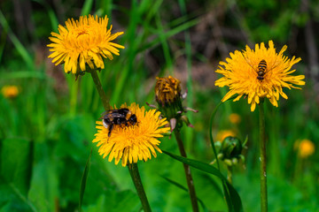 bumblebee and Syrphus collect pollen from the dandelion close-up. medicinal Taraxacum officinale flower on blurred green background