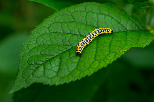 Papilio Machaon caterpillar feeding and crawling in the garden on a green leaf. macro image of butterfly caterpillar eating plant