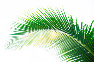 Fototapeta premium Detail of coconut trees leaf isolated on white background