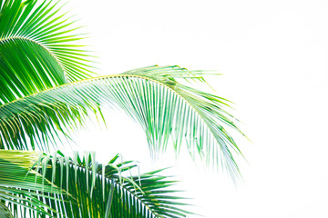 Fototapeta premium Detail of coconut trees leaf isolated on white background
