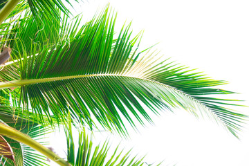 Obraz premium Detail of coconut trees leaf isolated on white background