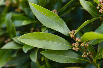 Fototapeta premium Natural bay leaves, herb plant