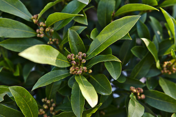 Green leaves of herb plant, bay leaf