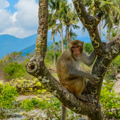 Macaque in the jungle sitting on a tree on a background of palm trees and mountains. Vietnam, Monkey island. Monkeys in the natural environment