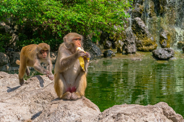 Macaque in the jungle sits on a rock and eats a banana on a waterfall background. Vietnam, Monkey...