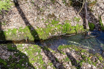 small stream in the spring forest