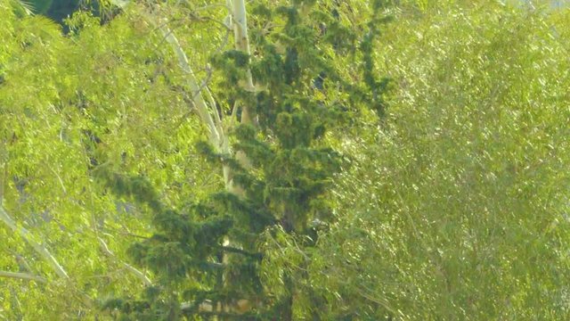 A windy day is shaking a pine tree in between other trees.