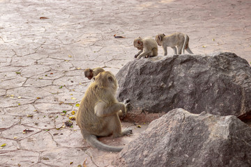 A group of macaques playing on the stones in the national park. Looks under the tailing.