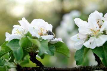 A blooming branch of apple tree in spring