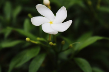 Fototapeta premium white flower 