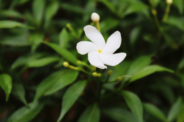 white flower , Asian 