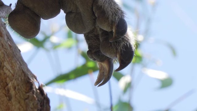 Detailed view of a koala's claws, hanging from a tree branch on a sunny day