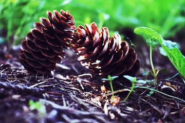 Pine cones on the ground