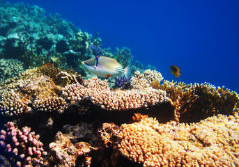 Coral reef
