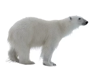 Poster Wild polar bear isolated on the white background © Alexey Seafarer