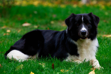 Dog breed Border Collie