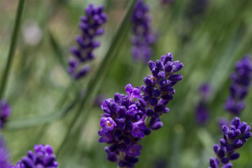 close-up of a blooming lavender
