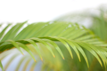 green tropical palm leaf with shadow on white wall
