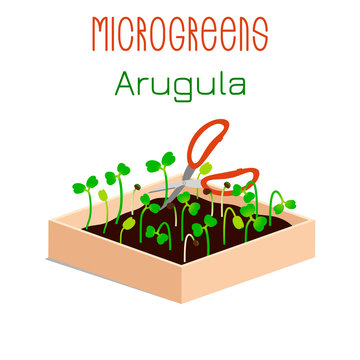 Microgreens Arugula. Sprouts in a bowl. Sprouting seeds of a plant. Vitamin supplement, vegan food.