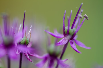 blooming violet blossoms of a garden leek (Allium)