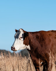 Polled Hereford portrait