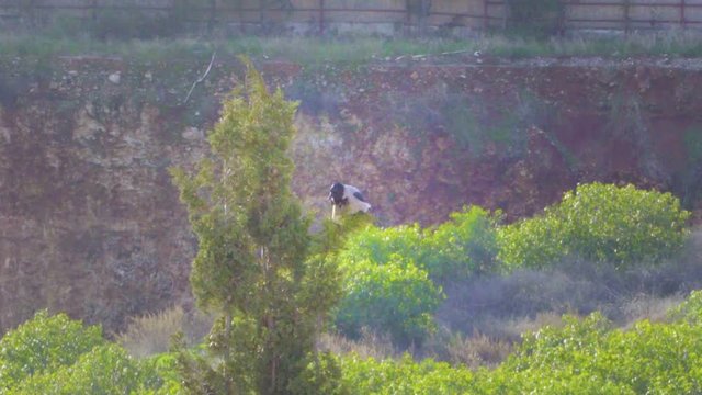 A raven is flying away from a top of a tree after checking around.