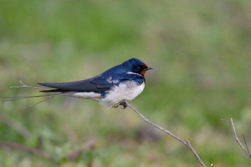 Barn Swallow Birds