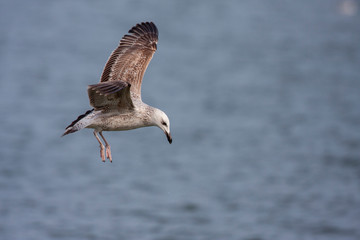 Yellow-legged Gull Birds