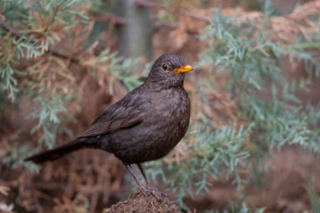 Common Blackbird Birds