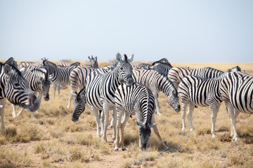 Obraz na płótnie Canvas Herd of beautiful zebras grazing in savannah on blue sky background closeup, safari in Etosha National Park, Namibia, Southern Africa